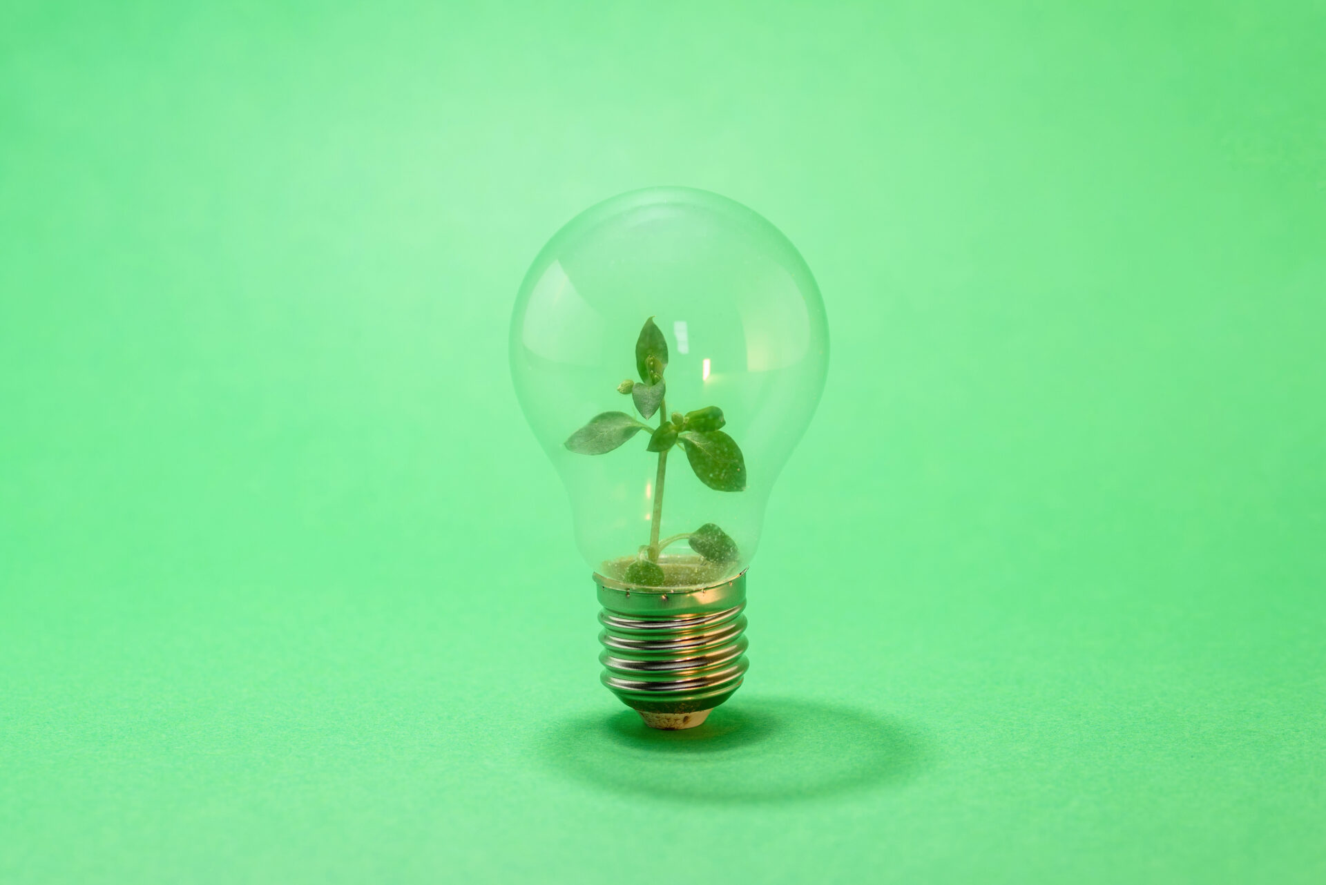 Glühbirne mit kleinem Pflänzchen im Inneren auf grünem Hintergrund – Symbol für nachhaltige Energie und Wachstum.