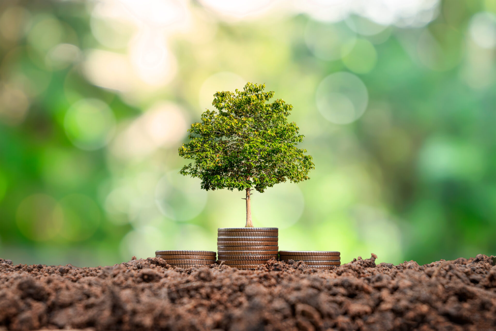 Nachhaltige Energieberatung Bielefeld – Investition in eine grüne Zukunft Ein grüner Baum wächst auf einem Stapel Münzen im Erdreich, symbolisiert nachhaltige Investitionen und den Zusammenhang zwischen Umweltschutz und finanziellen Vorteilen. Im Hintergrund ist ein unscharfer, grüner Naturbereich zu sehen.